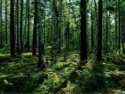 Caudalie, Sürdürülebilir Güzellik İçin Ağaç Dikme Projesini Genişletiyor