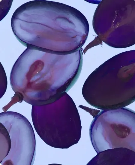 Caudalie x Harvard Uzun Ömürlülük Patenti(1)